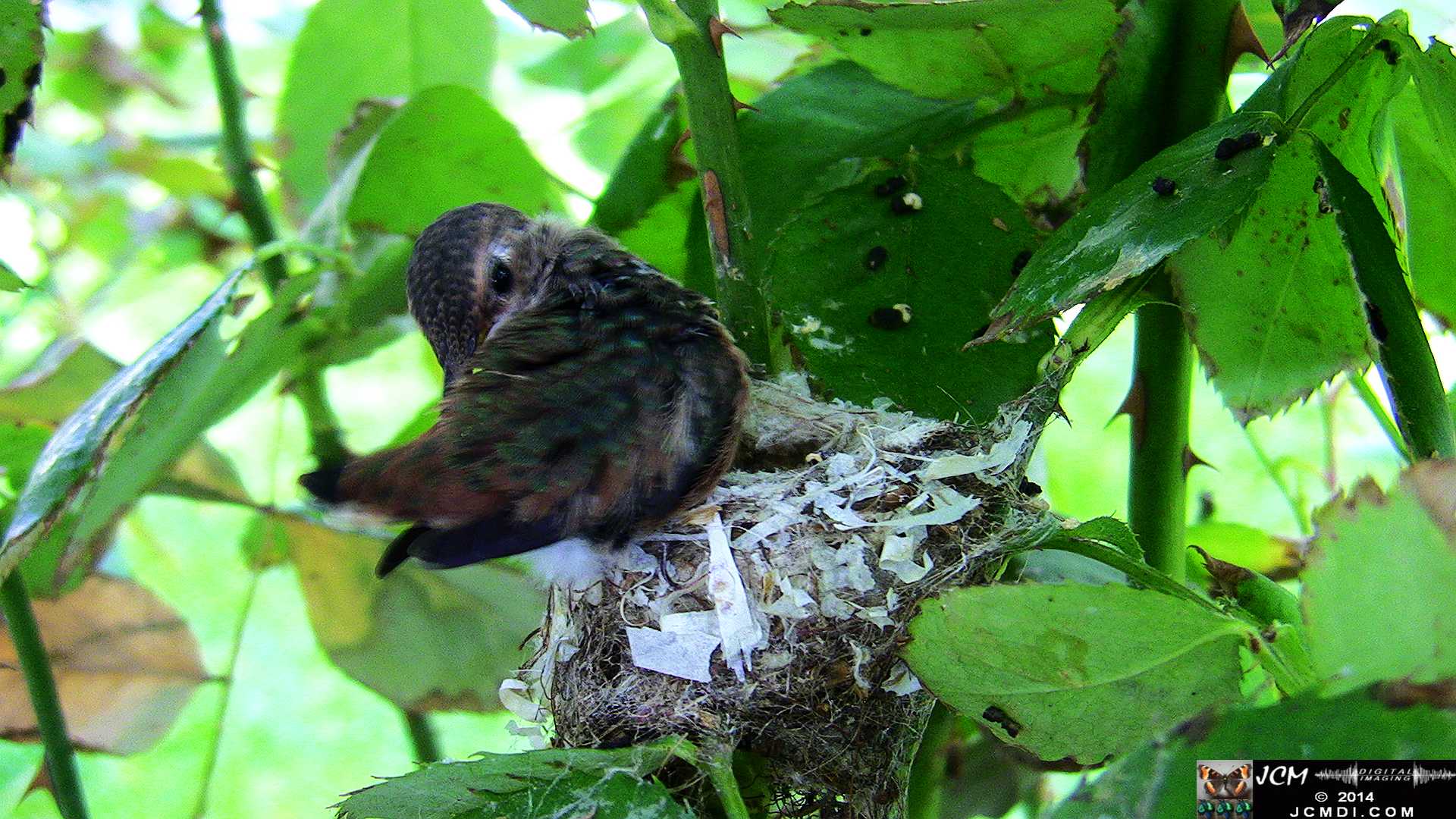Allen's Hummingbird chick last day in the nest
